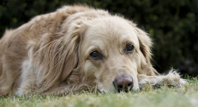 bandeau_labrador